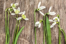 Long flowering season - long,