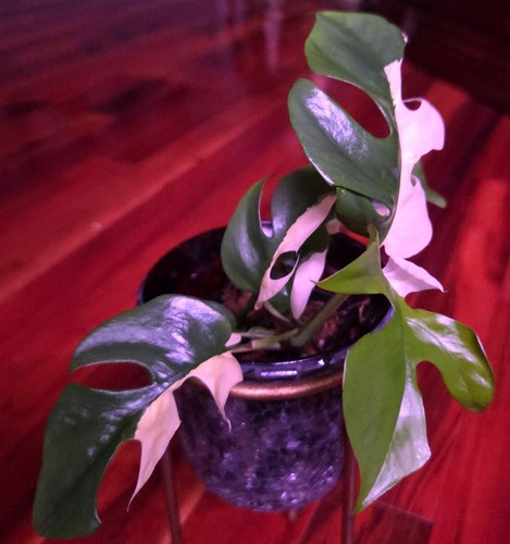 Rare rhaphidophora tetrasperma - rare,