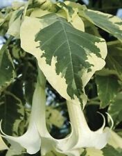 Rare : Angel Trumpet With