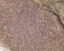 Ericaceous compost low pH for