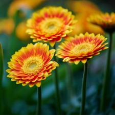 Gerbera 'Sweet Blaze'. 2L