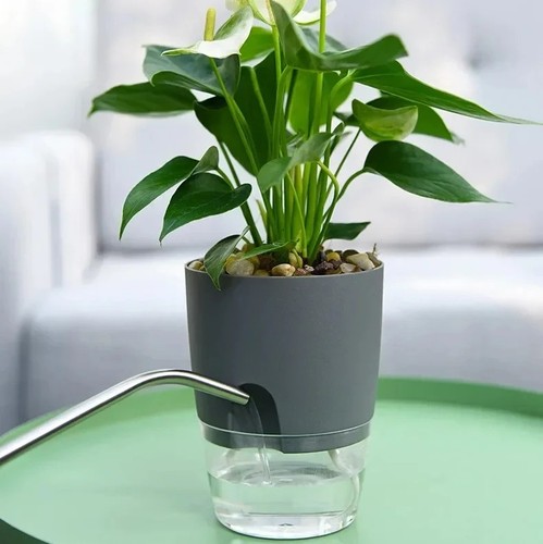 Transparent self watering - self,
