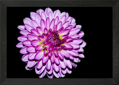 Purple chrysanthemum framed - purple,