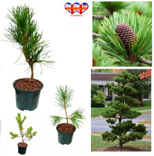 Japanese Black Pine,20–30cm