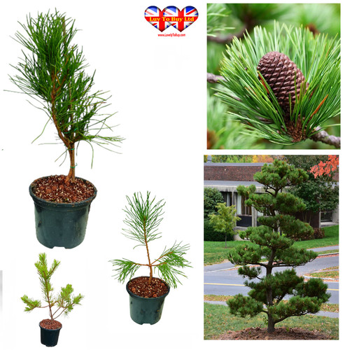 Japanese black pine scots - black,