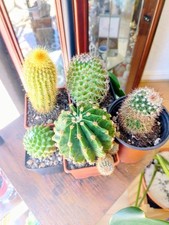 A Collection of 5 Mixed Cactus