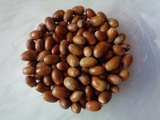 200 SCOTTISH OAK ACORNS