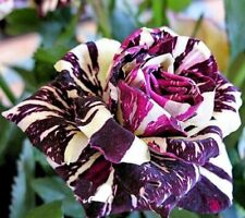 Black Dragon Rose - Garden Plant Flower - Viable Seeds - UK Stock - FREE P&P
