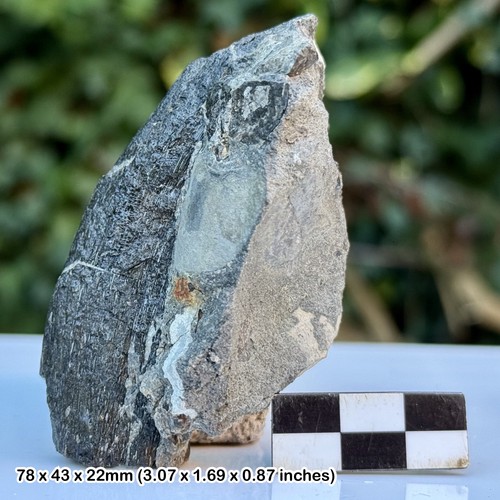Large fossil reptile - reptile, bone