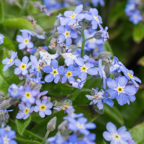 Myosotis mon amie blue - myosotis, |
