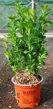 Hedging Buxus Sempervirens