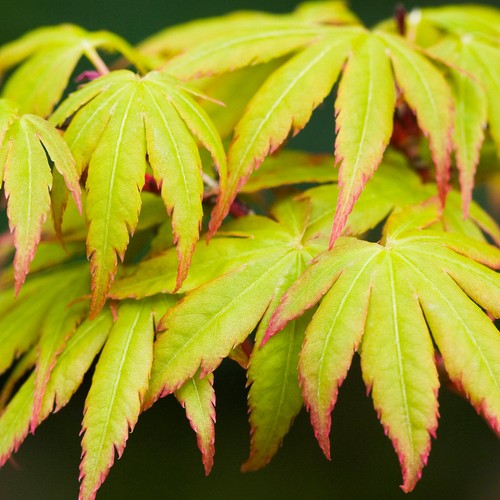 Acer palmatum sango - palmatum, |