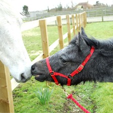 Rhinegold Adjustable