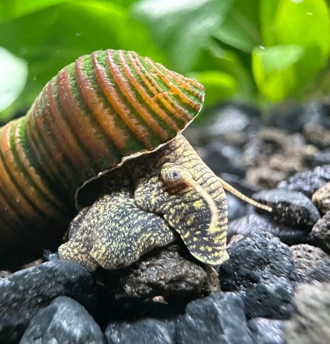 Brown poso rabbit snails - poso,