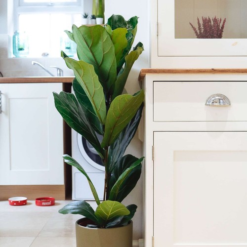 Fiddle leaf fig 90cm - fig,