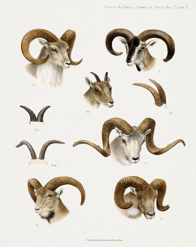 Wild rams and - wild, goat