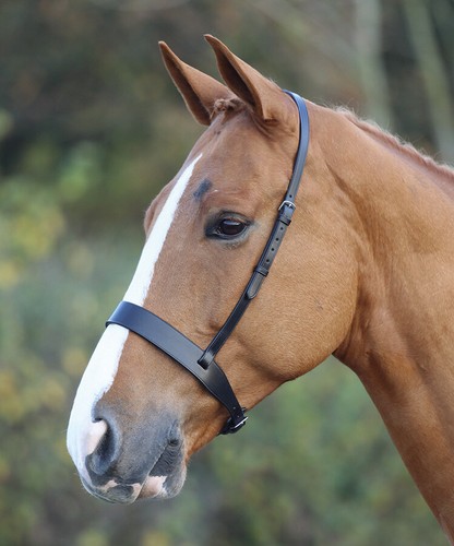 Shires blenheim hunter - blenheim,