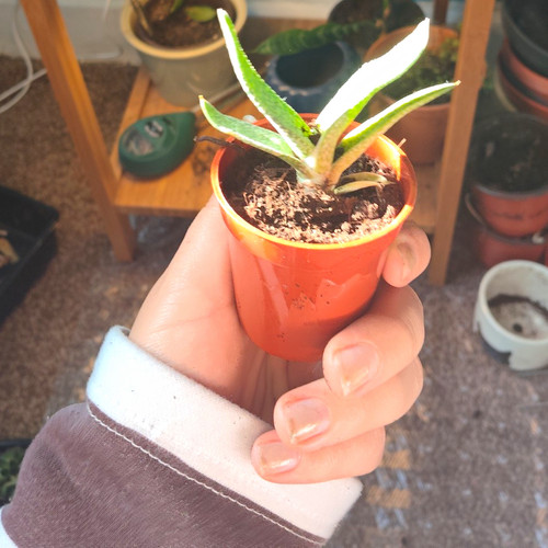 Gasteria succulent live - gasteria, potted