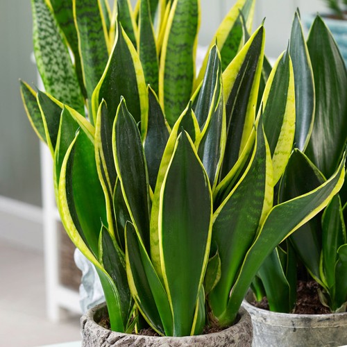 Sansevieria golden flame - golden,
