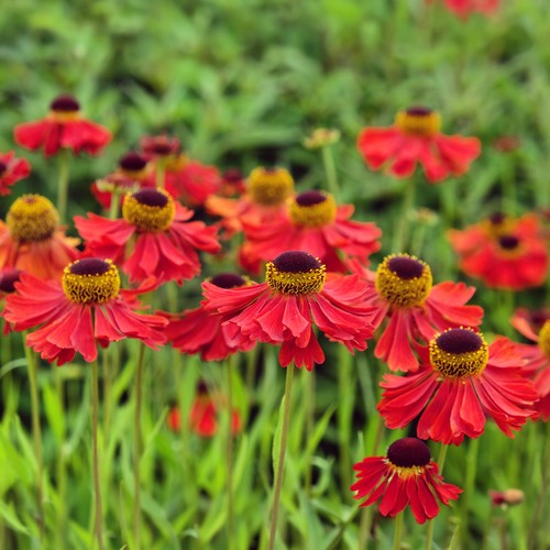 Helenium moerheim beauty - helenium,