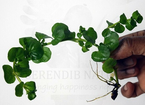 Lysimachia nummularia creeping - lysimachia, nummularia(creeping