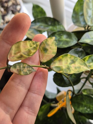 Hoya lacunosa amarillo small - amarillo, (small