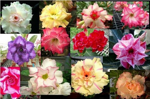 Adenium obesum seeds - 20,