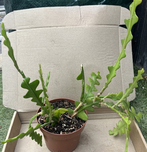 Fishbone cactus epiphyllum - cactus,