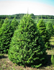 Douglas Fir Tree Pseudotsuga