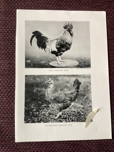 Dark dorking cock silver - dark,