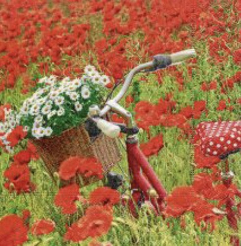 The poppy field flowers - x,