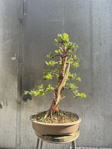Yew bonsai tree taxus - yew, (taxus