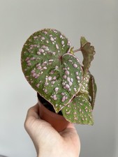 Begonia Roseopunctata - Rare