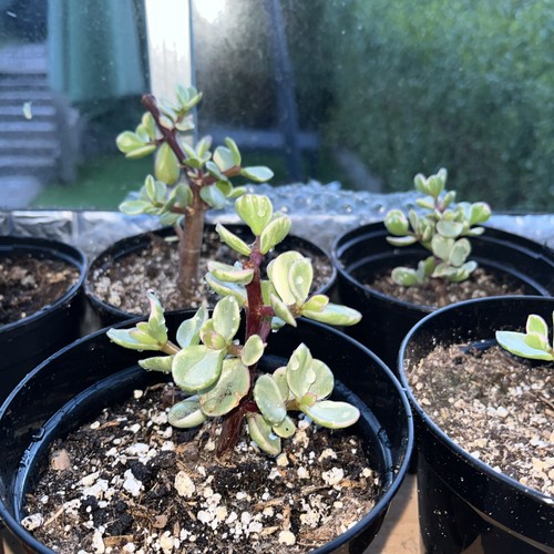 Portulacaria afra dwarf jade - portulacaria,