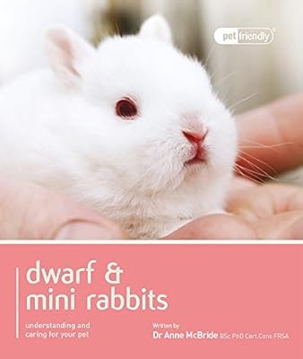 Dwarf mini rabbit pet - dwarf,