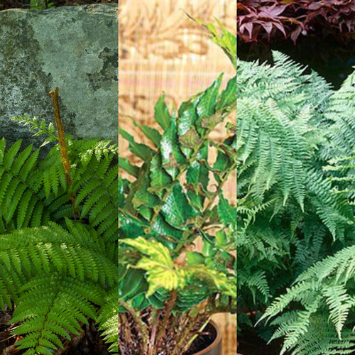 Large garden ready - garden-ready, plants