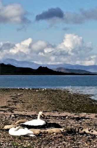 Photo 6x4 nesting swan - photo,