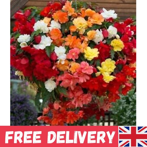 Begonia trailing mixed - 9x,