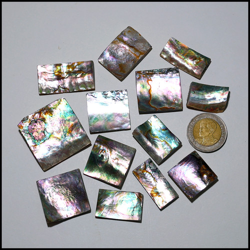 Mermaid shells natural - shells—13,