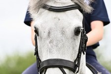 Wolds bling Hand  Made Bridle Sedgwick leather 