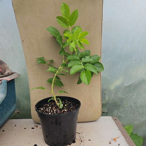 Rosa rugosa red potted - rugosa,