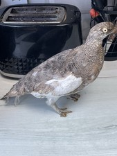 Vintage Taxidermy Grouse