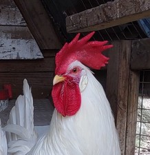Pearl White Leghorn Hatching