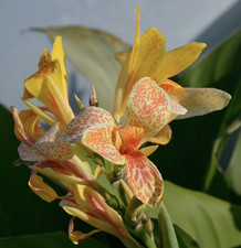 Canna Tenerife | Plug Plant |
