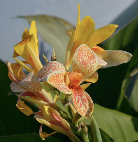 Canna tenerife plug - tenerife, plant