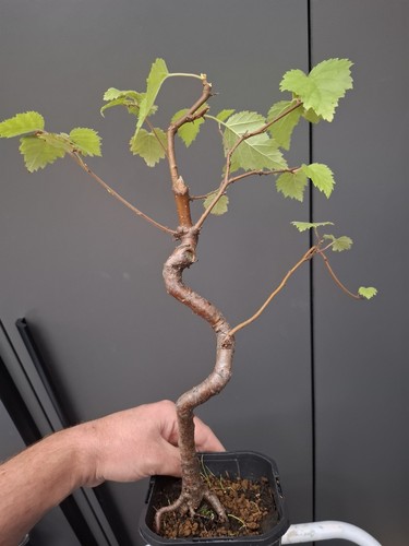 Silver birch bonsai part - birch,