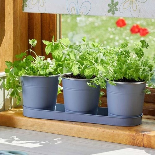 Windowsill herb plant - windowsill, pots