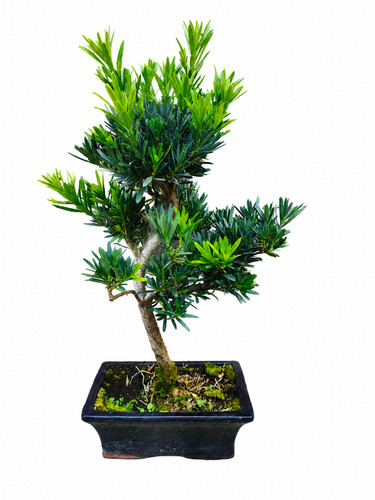 Buddhist pine bonsai tree - pine,