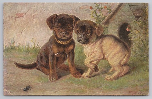 Cute pug puppy - puppy, dogs