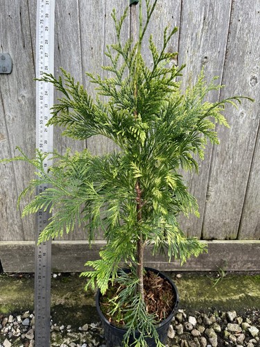 Thuja plicata zebrina - thuja,